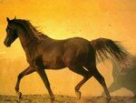 10__graceful_horse