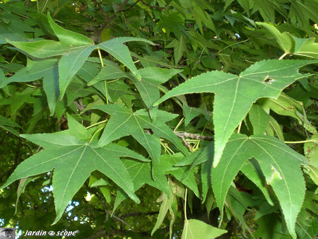 Liquidambar_feuilles