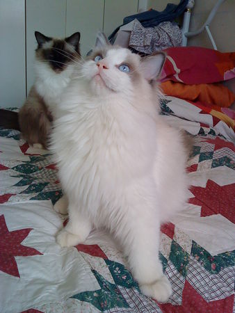 Brugidolls Han, alias Hanou - Page 2 46633550_p