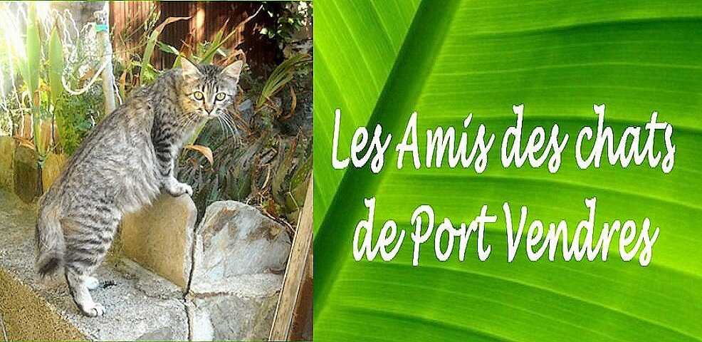 Les Amis des chats de Port-Vendres ACPV Association Loi 1901 d'interêt géneral