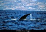 ADTGC3