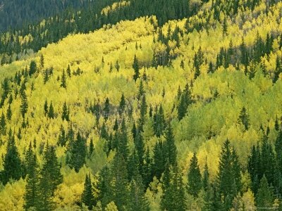 gordon-wiltsie-fall-colored-aspens-in-san-juan-mountains-near-telluride-colorado