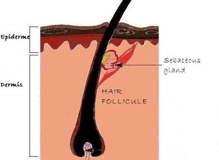 hair sebum sebaceous gland afro follicle scalp piebaldism follicles follicule which know need protects lubricates secretes