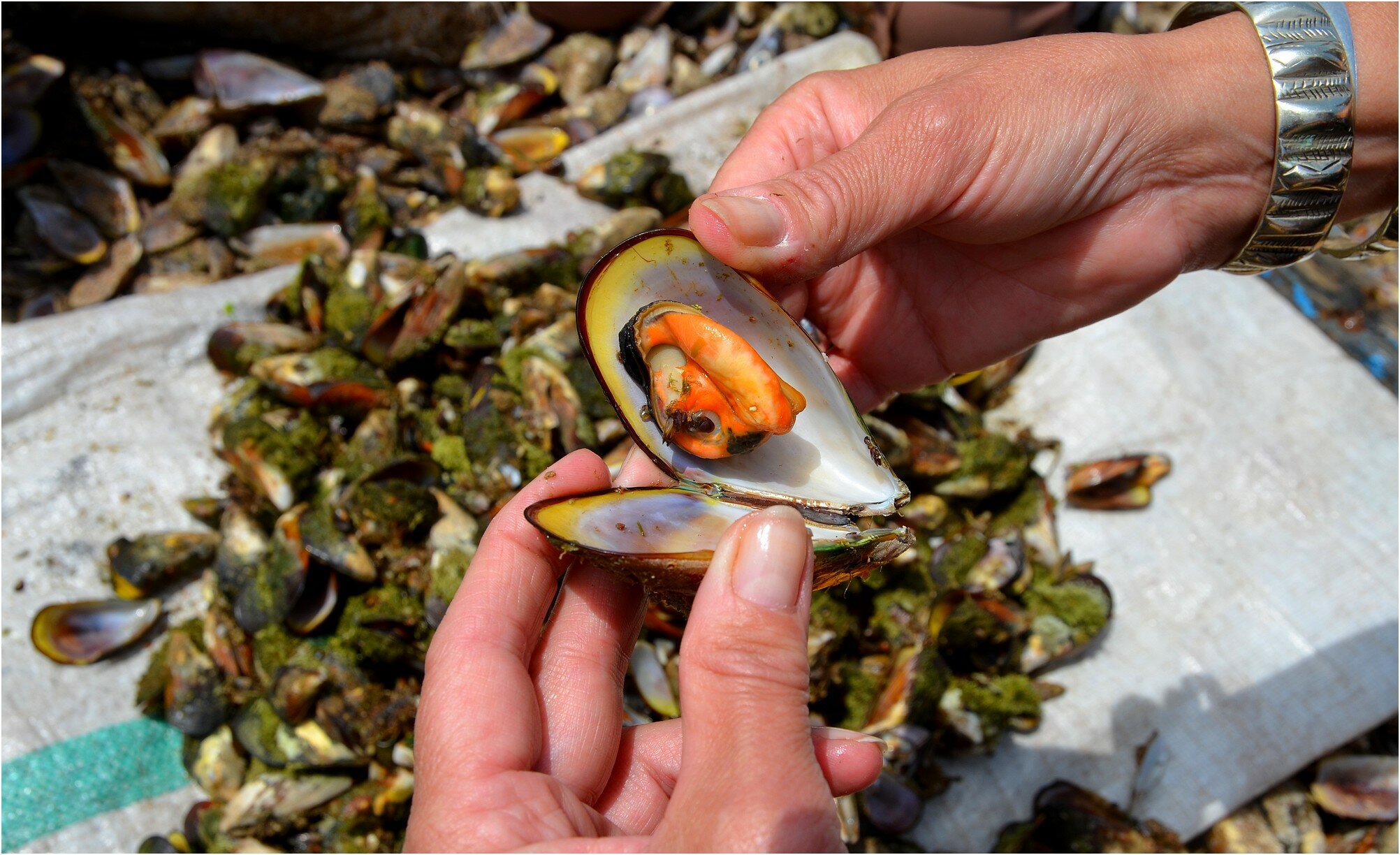 LA PÊCHE AUX MOULES A IMSOUANE. MAROC.