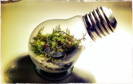 lightbulb-terrarium