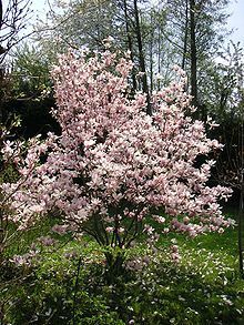 magnolias