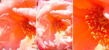 fleurs_maman_blandine