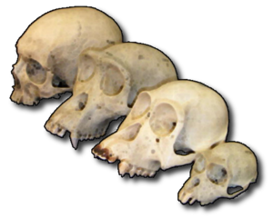 Primate_skull_series