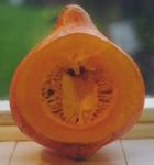 zapallito