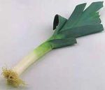 allium_porrum_puerros