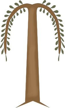 willow1