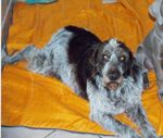 Fanny (Type Korthal) 29618111_p