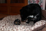 Ulysse (petit croisé) 71876883_p