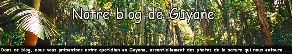 Notre blog en Guyane