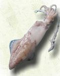 Calamar___Chipiron
