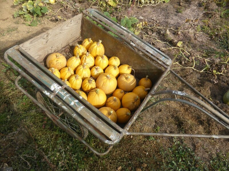 4-courges melonnette jaspée de vendée (3)