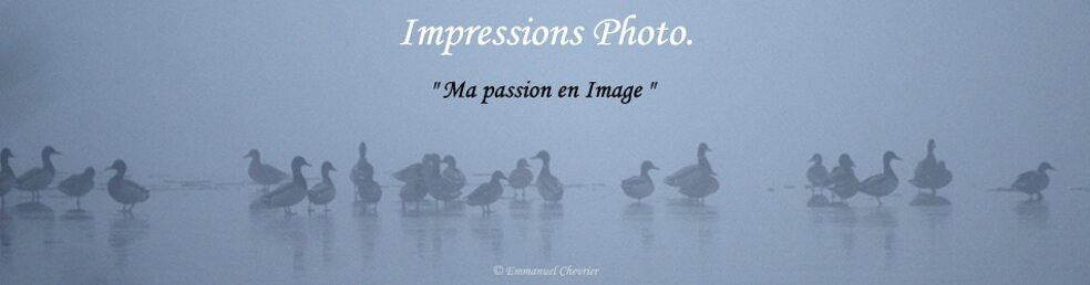 Impressions Photo.