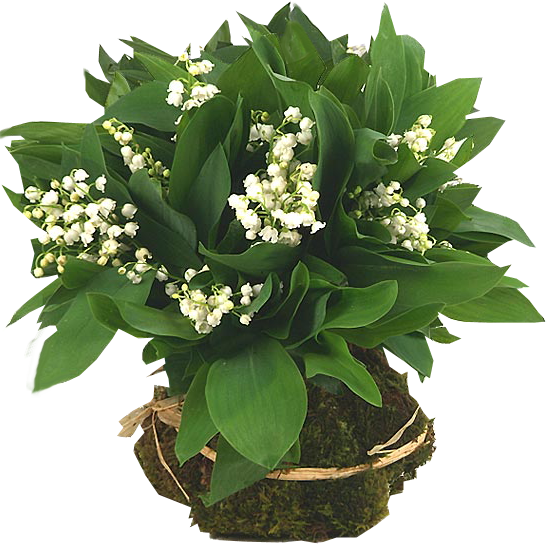 0_muguet4