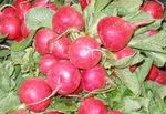 Rabanitos