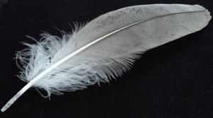 plume