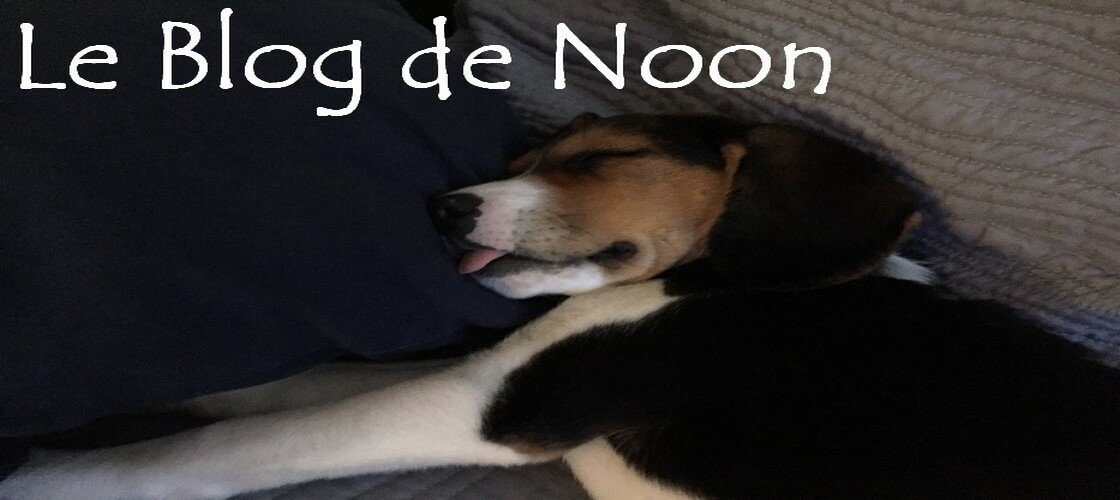 Noon, beagle