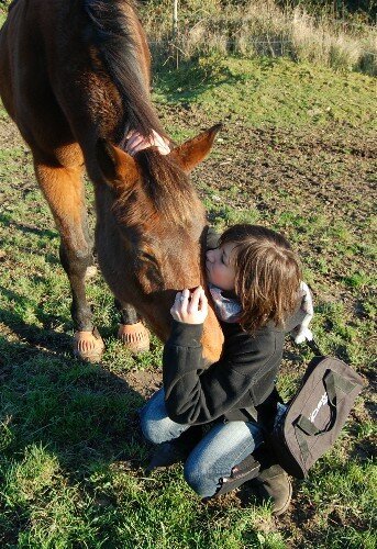 nos amis les chevaux 19145835