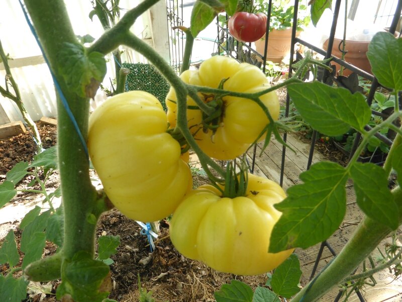 7-tomates (8)