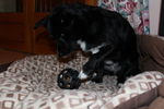 Ulysse (petit croisé) 71876933_p