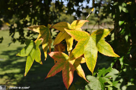 Liquidambar