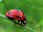 coccinelle