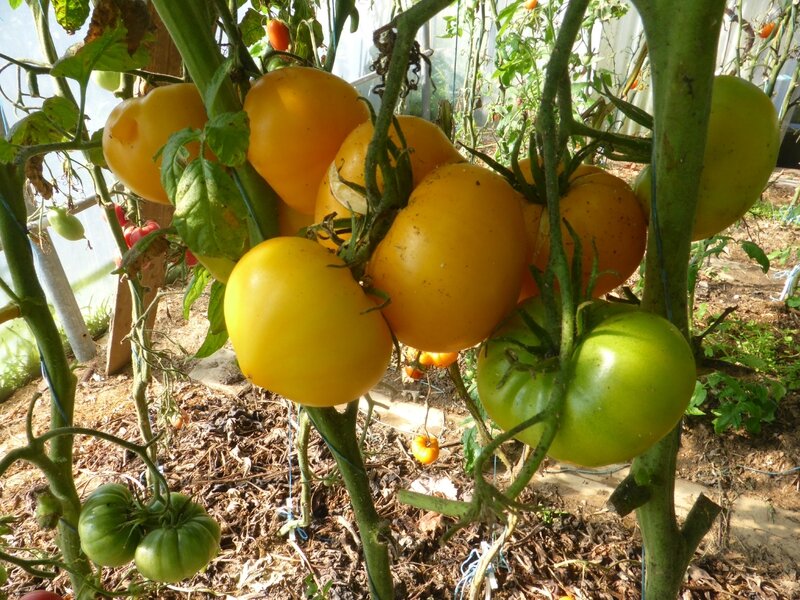 7-tomates (12)