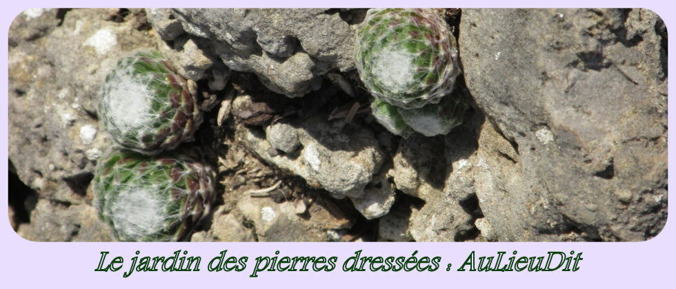 Le jardin des pierres dressées... AuLieuDit