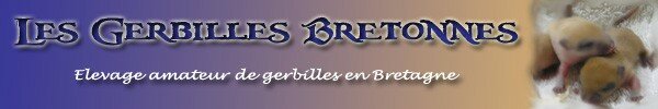 Les gerbilles bretonnes