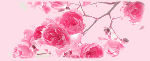 lily rose bannière 2