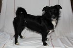 Ulysse (petit croisé) 71877052_p