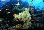 PHD_WL003208