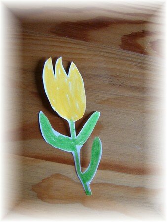 tulipe_thomas_20070528