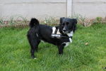 Ulysse (petit croisé) 71877301_p