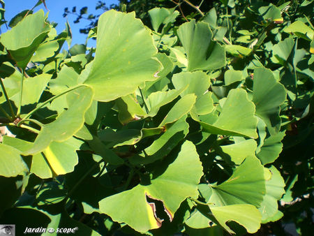 feuilles_du_Ginkgo