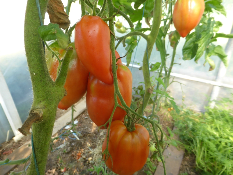 7-tomates (15)