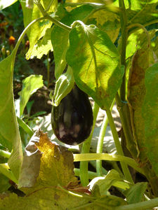 aubergine