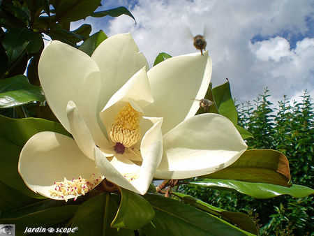 Magnolia_fleurs_blanches