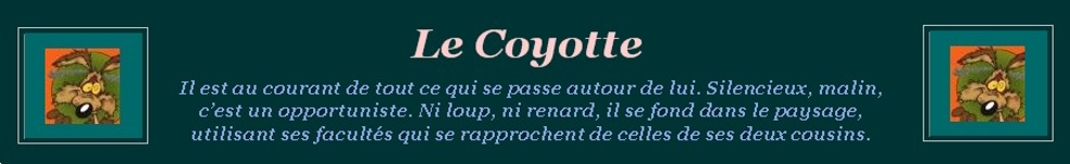 Le Coyotte