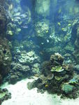 Seaquarium_poissons_tropicaux___2_