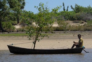 bateauarbre