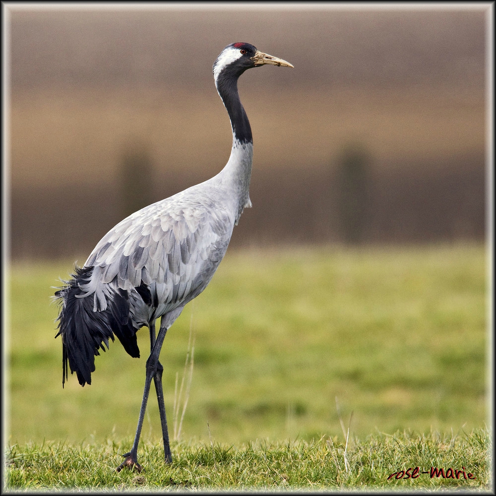 4 Les marais derri re le lac Les A.D.O Amis Des Oiseaux