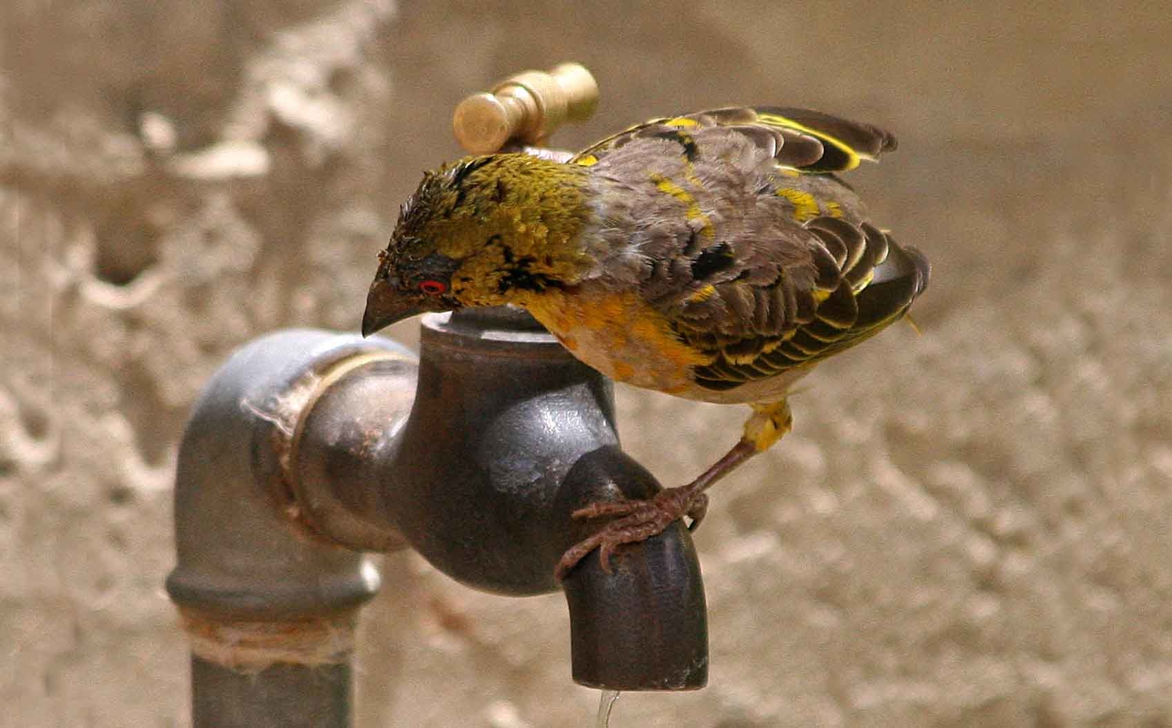 Alimentateur d'oiseaux intelligents Fussbric avec Senegal