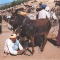 Mules%20au%20souk[1]