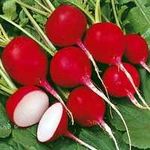 649_radis