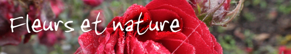 fleurs et nature